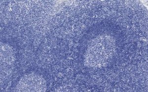 Anti-CD3e Antibody, clone 1H4, ZooMAb Rabbit Monoclonal 