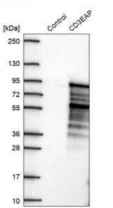 Anti-CD3EAP antibody produced in rabbit 