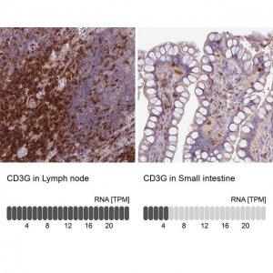 Anti-CD3G antibody produced in rabbit 
