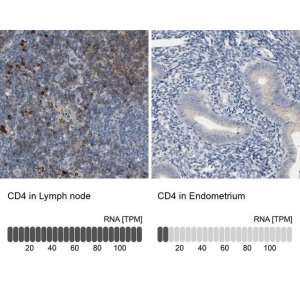 Anti-CD4 antibody produced in rabbit HPA004252-100UL