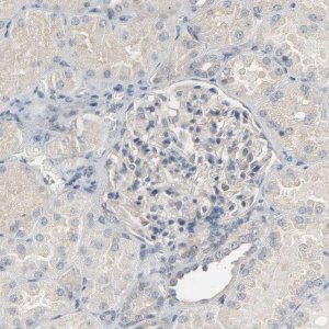 Anti-CD4 antibody produced in rabbit HPA004252-100UL