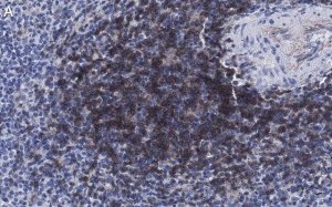 Anti-CD4 Antibody, clone 2G19 ZooMAb Rabbit Monoclonal 