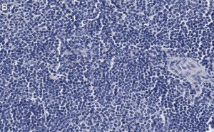 Anti-CD4 Antibody, clone 2G19 ZooMAb Rabbit Monoclonal 