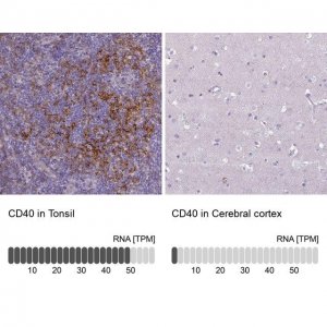 Anti-CD40 antibody produced in rabbit 