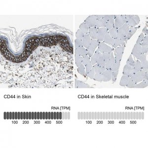 Anti-CD44 antibody produced in rabbit 