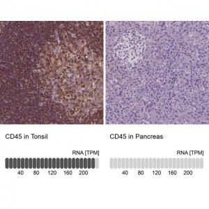 Anti-CD45 antibody produced in rabbit 