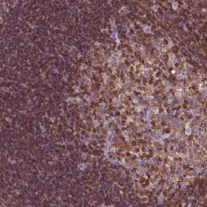 Anti-CD45 antibody produced in rabbit 