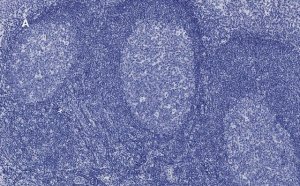 Anti-CD45 Antibody, clone 5L3, ZooMAb Rabbit Monoclonal 