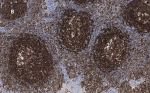 Anti-CD45 Antibody, clone 5L3, ZooMAb Rabbit Monoclonal 