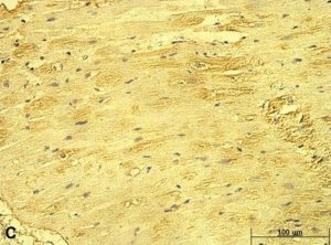 Anti-CD46 antibody produced in rabbit 