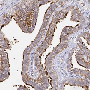 Anti-CD47 antibody produced in rabbit 