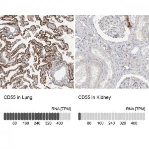 Anti-CD55 antibody produced in rabbit 