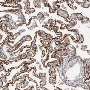 Anti-CD55 antibody produced in rabbit 