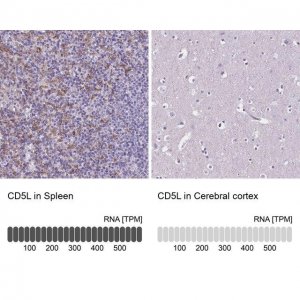Anti-CD5L antibody produced in rabbit 