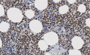 Anti-CD63 Antibody, clone 3H6 ZooMAb Rabbit Monoclonal 
