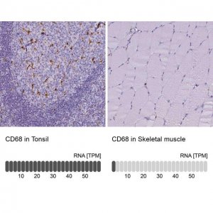 Anti-CD68 antibody produced in rabbit HPA048982-100UL