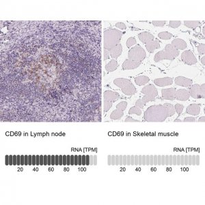 Anti-CD69 antibody produced in rabbit 