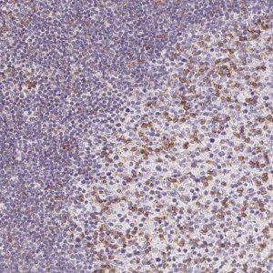 Anti-CD69 antibody produced in rabbit 