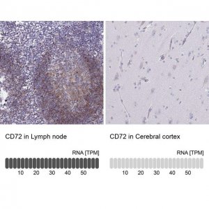 Anti-CD72 antibody produced in rabbit 