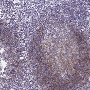 Anti-CD72 antibody produced in rabbit 