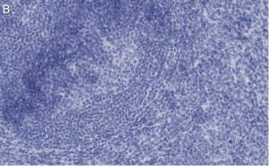 Anti-CD73 (NT5E) Antibody, clone 1F22 ZooMAb Rabbit Monoclonal 