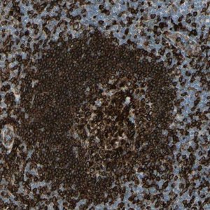 Anti-CD74 antibody produced in rabbit 