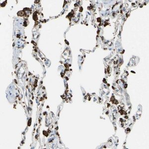 Anti-CD74 antibody produced in rabbit 