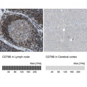 Anti-CD79B antibody produced in rabbit 