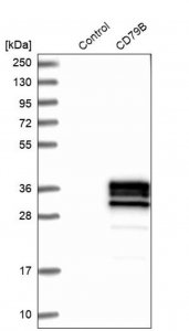 Anti-CD79B antibody produced in rabbit 