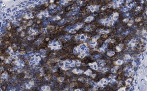 Anti-CD8 Antibody, clone 1H21 ZooMAb Rabbit Monoclonal 