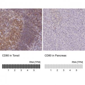 Anti-CD80 antibody produced in rabbit 