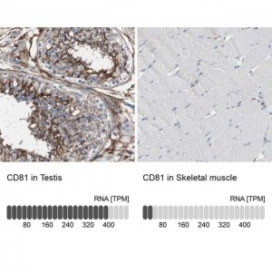 Anti-CD81 antibody produced in rabbit 