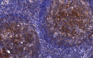 Anti-CD81 Antibody, clone 1C23 ZooMAb Rabbit Monoclonal 