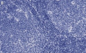 Anti-CD81 Antibody, clone 1C23 ZooMAb Rabbit Monoclonal 