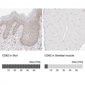 Anti-CD82 antibody produced in rabbit 