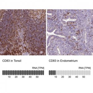 Anti-CD83 antibody produced in rabbit 