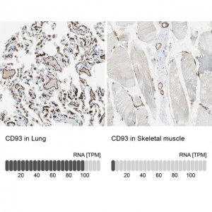 Anti-CD93 antibody produced in rabbit 