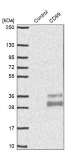 Anti-CD99 antibody produced in rabbit HPA035304-100UL