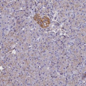 Anti-CD99 antibody produced in rabbit HPA035304-100UL