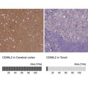 Anti-CD99L2 antibody produced in rabbit HPA038782-100UL