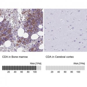 Anti-CDA antibody produced in rabbit 