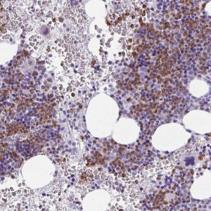Anti-CDA antibody produced in rabbit 