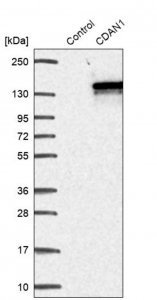 Anti-CDAN1 antibody produced in rabbit HPA040787-100UL