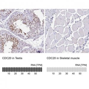 Anti-CDC20 antibody produced in rabbit 