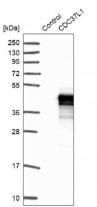 Anti-CDC37L1 antibody produced in rabbit 