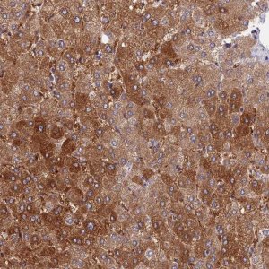 Anti-CDC37L1 antibody produced in rabbit 