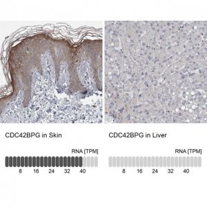 Anti-CDC42BPG antibody produced in rabbit 