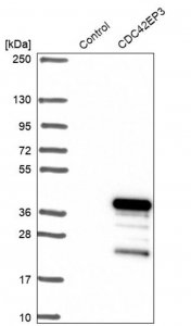 Anti-CDC42EP3 antibody produced in rabbit 