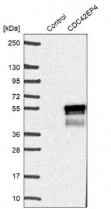 Anti-CDC42EP4 antibody produced in rabbit HPA024797-100UL