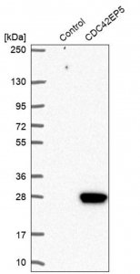 Anti-CDC42EP5 antibody produced in rabbit 